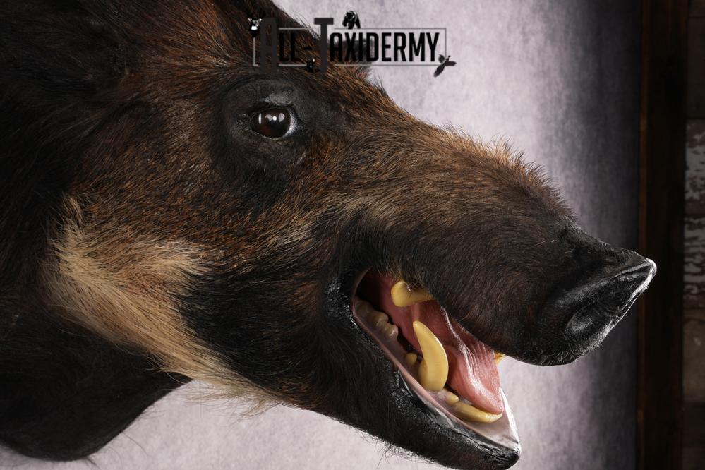 African Bush Pig SKU 2659 - Image 4