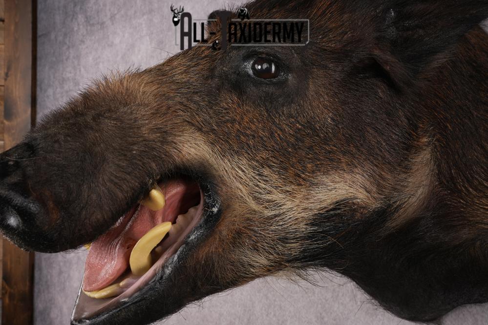 African Bush Pig SKU 2659 - Image 3