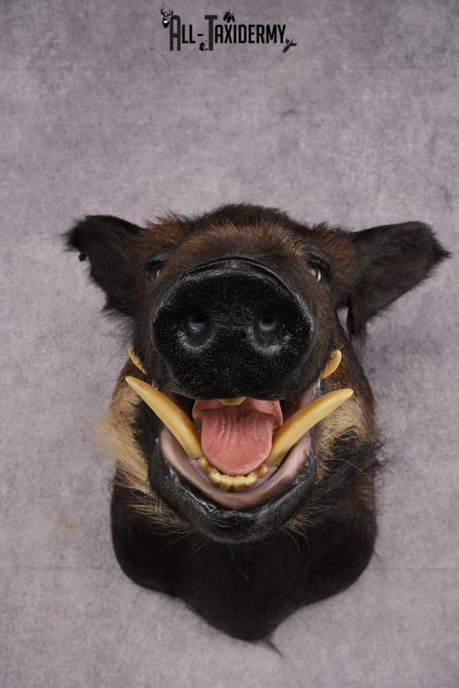 African Bush Pig SKU 2659 - Image 2