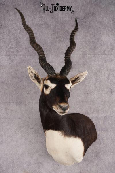 Himalayan Blackbuck Taxidermy Shoulder Mount SKU 2658