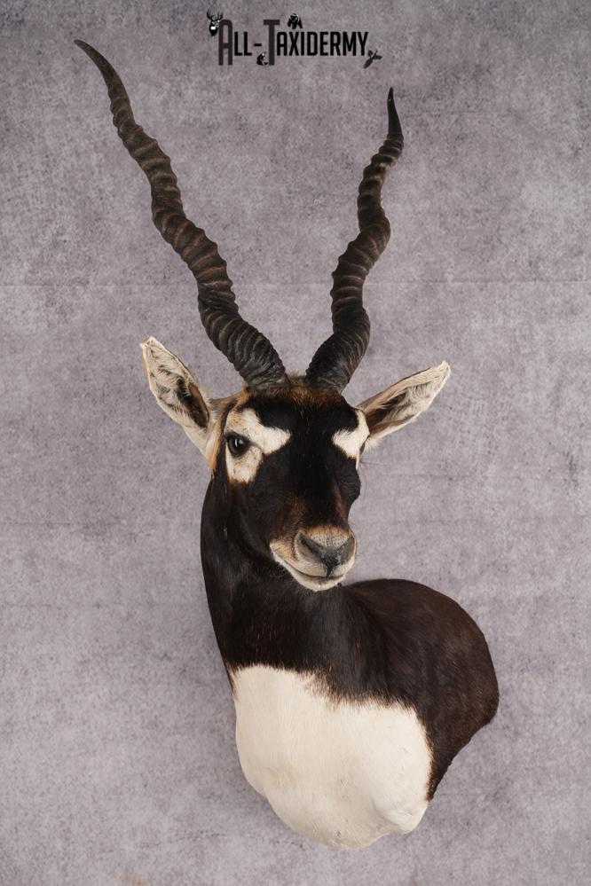 Himalayan Blackbuck Taxidermy Shoulder Mount SKU 2658