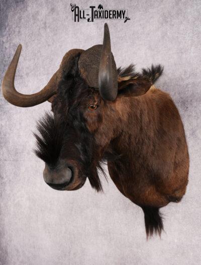 African Black Wildebeest Shoulder Mount SKU 2660