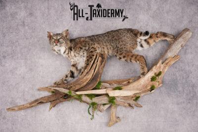 Bobcat on limb taxidermy mount SKU 2630