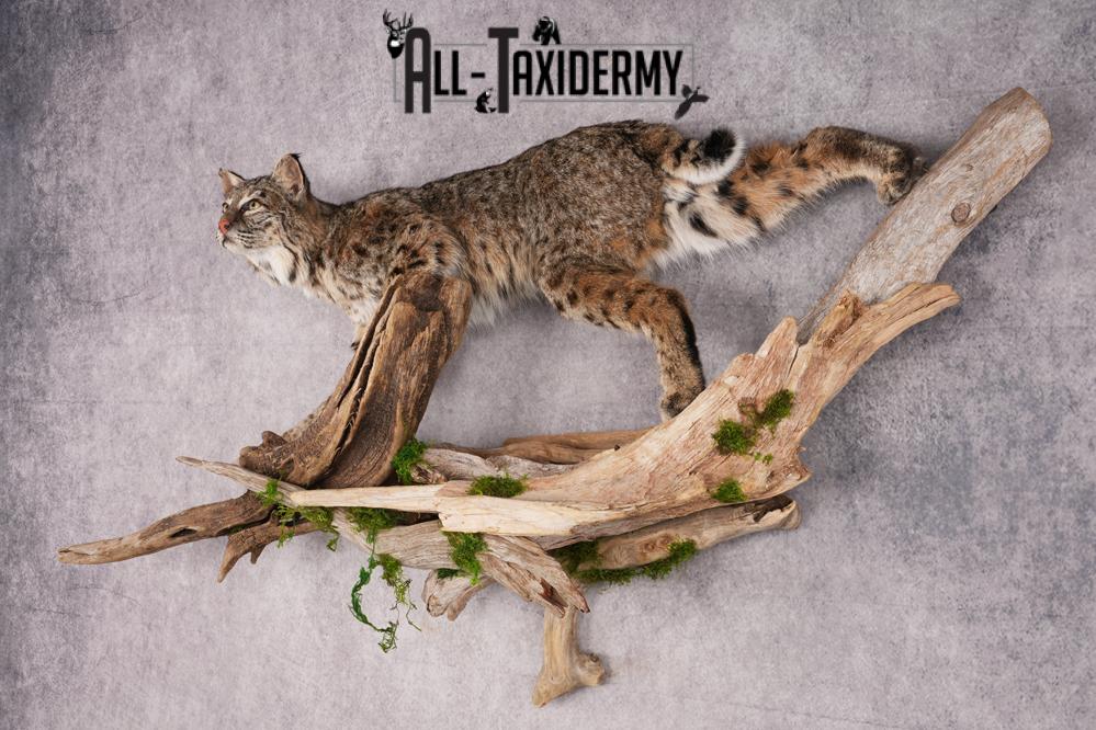 Bobcat on limb taxidermy mount SKU 2630 - Image 5