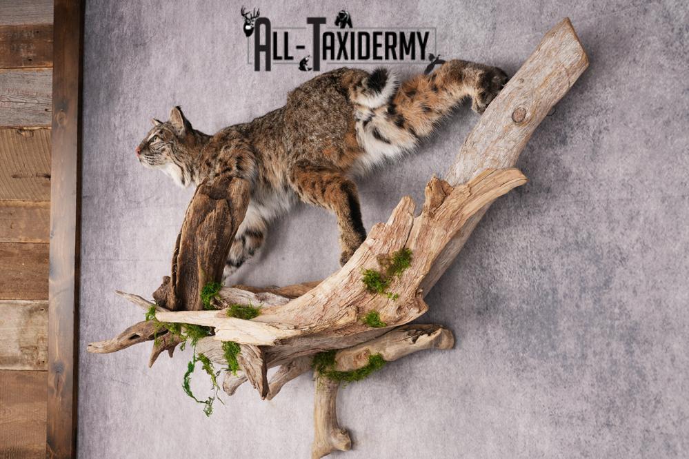 Bobcat on limb taxidermy mount SKU 2630 - Image 4