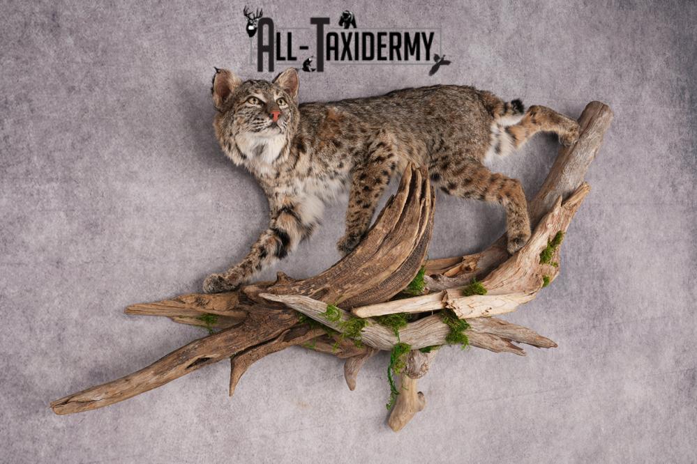 Bobcat on limb taxidermy mount SKU 2630 - Image 3