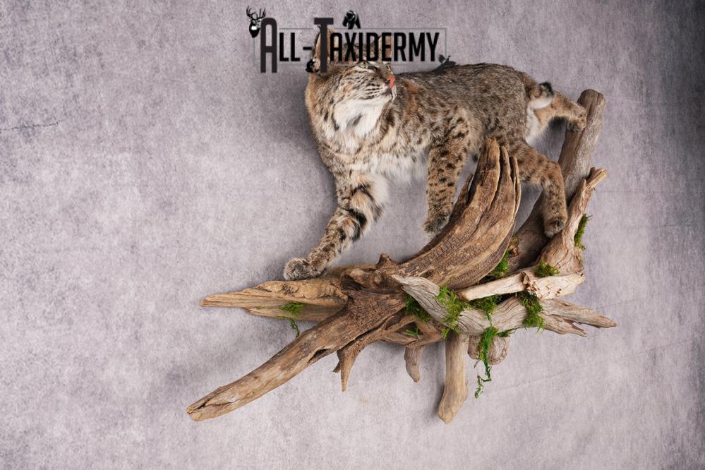 Bobcat on limb taxidermy mount SKU 2630 - Image 2