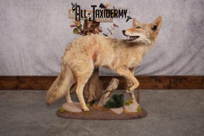 Full Body Coyote Taxidermy Mount SKU 2665