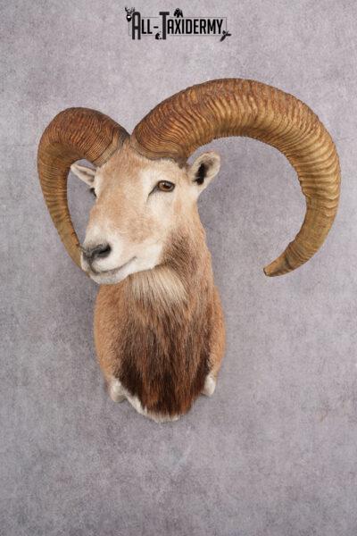 Red Sheep Taxidermy Shoulder Mount SKU 2649