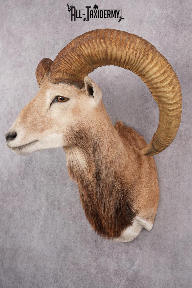Red Sheep Taxidermy Shoulder Mount SKU 2649 - Image 11