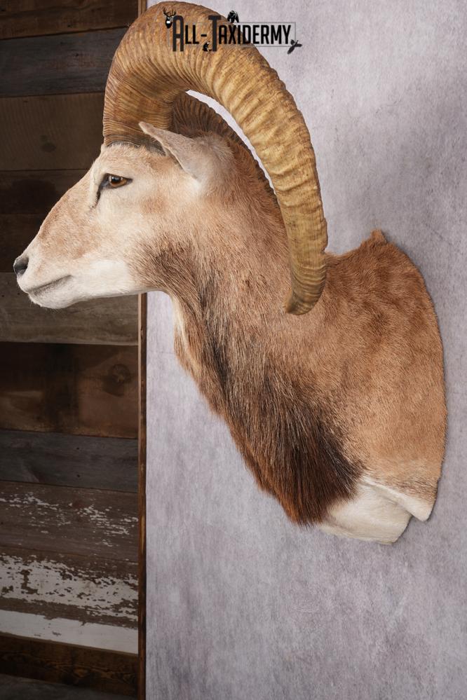 Red Sheep Taxidermy Shoulder Mount SKU 2649 - Image 10