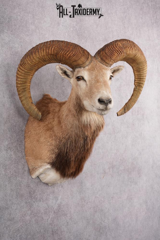Red Sheep Taxidermy Shoulder Mount SKU 2649 - Image 9