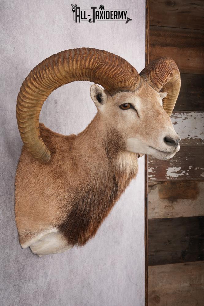 Red Sheep Taxidermy Shoulder Mount SKU 2649 - Image 8