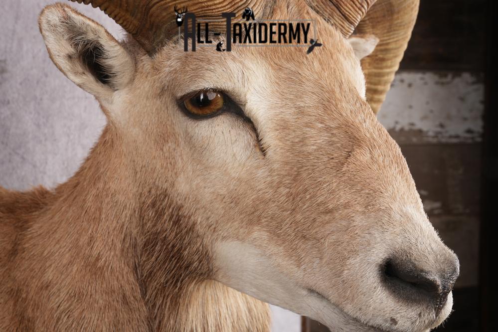 Red Sheep Taxidermy Shoulder Mount SKU 2649 - Image 7