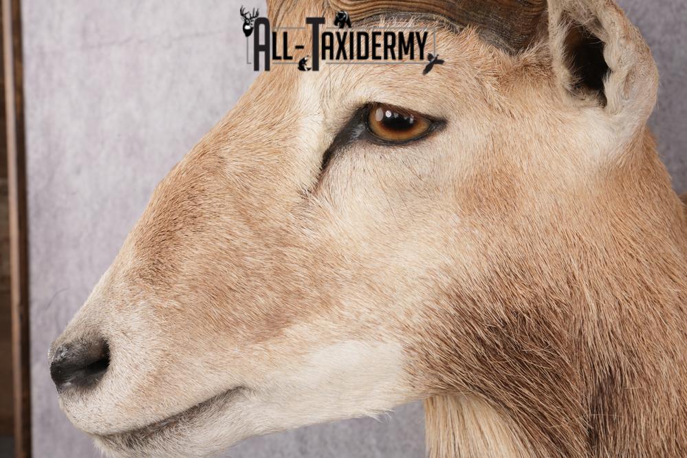 Red Sheep Taxidermy Shoulder Mount SKU 2649 - Image 6