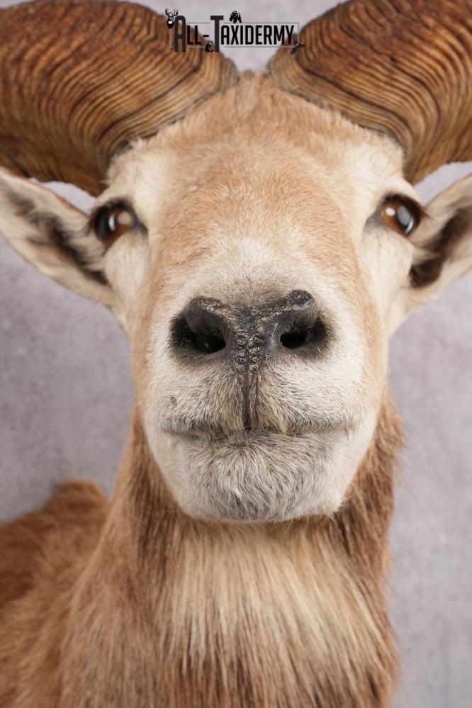 Red Sheep Taxidermy Shoulder Mount SKU 2649 - Image 5