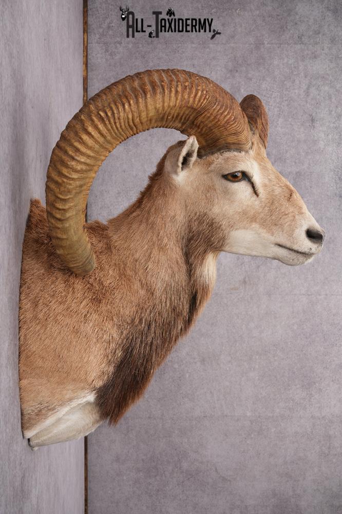 Red Sheep Taxidermy Shoulder Mount SKU 2649 - Image 4