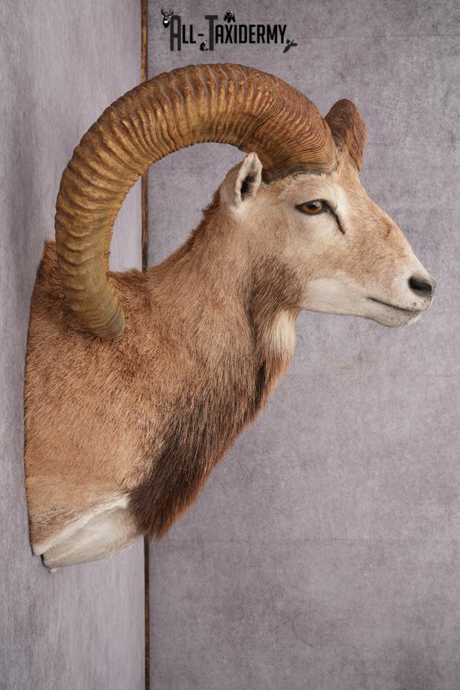 Red Sheep Taxidermy Shoulder Mount SKU 2649 - Image 3