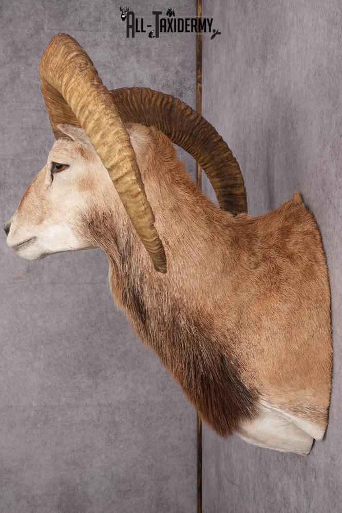 Red Sheep Taxidermy Shoulder Mount SKU 2649 - Image 2