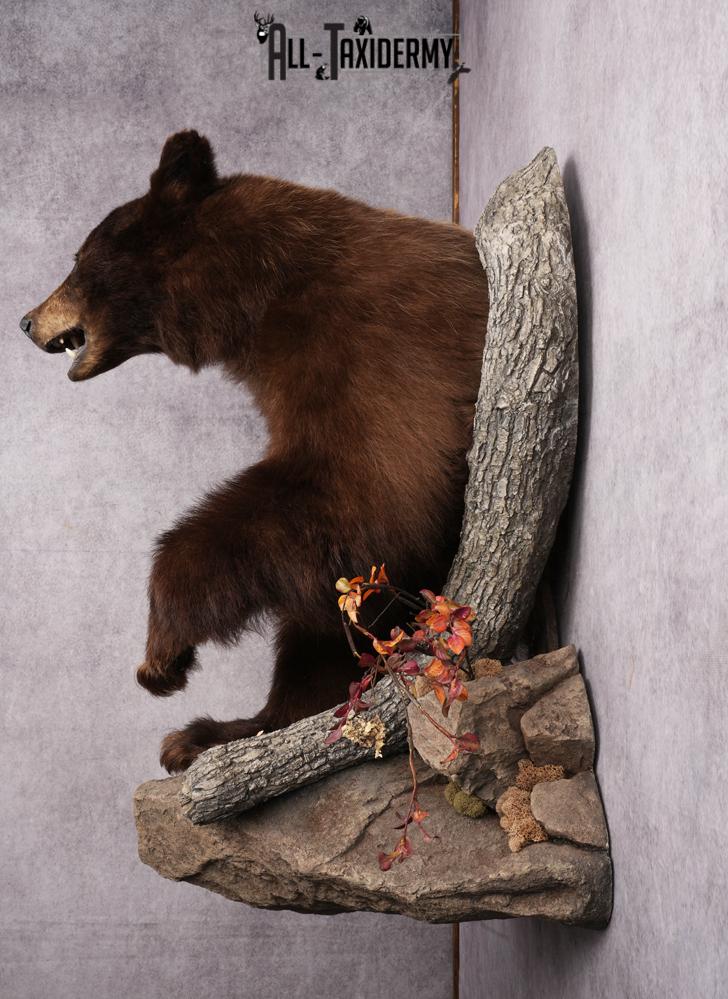 Cinnamon Half Body Black Bear Taxidermy Mount SKU 2651 - Image 13