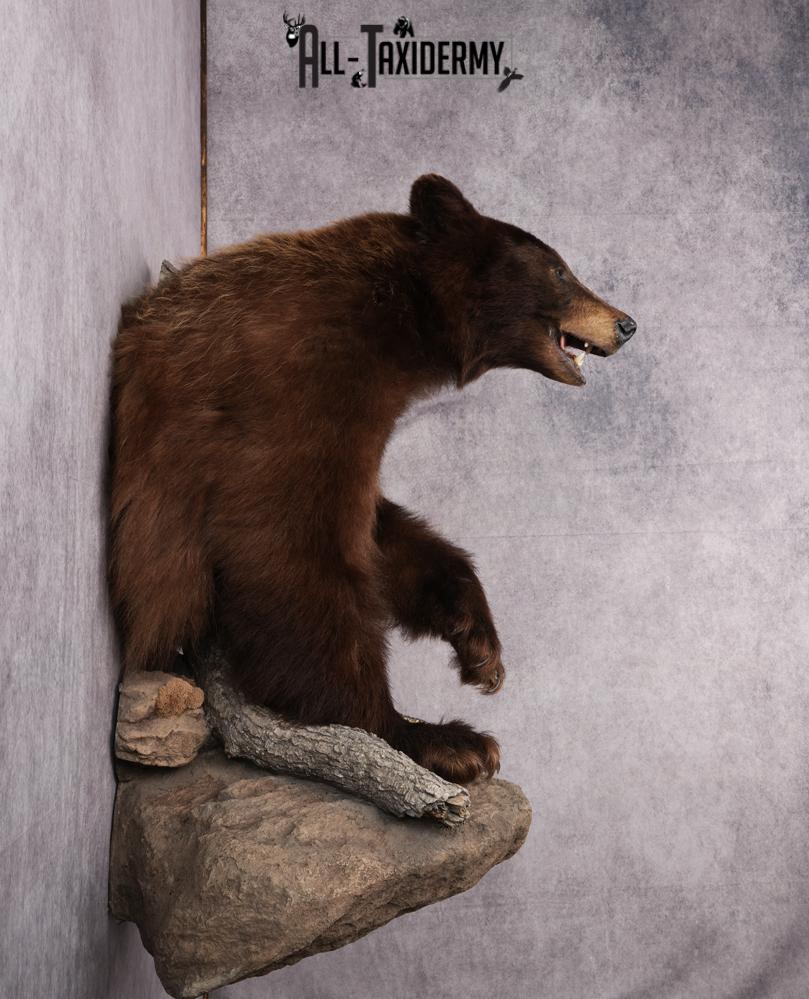 Cinnamon Half Body Black Bear Taxidermy Mount SKU 2651 - Image 12