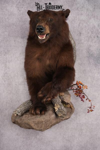 Cinnamon Half Body Black Bear Taxidermy Mount SKU 2651