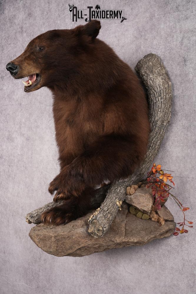 Cinnamon Half Body Black Bear Taxidermy Mount SKU 2651 - Image 11