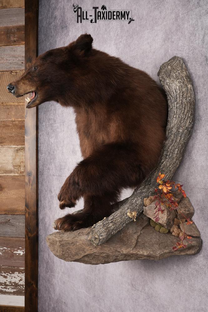 Cinnamon Half Body Black Bear Taxidermy Mount SKU 2651 - Image 10