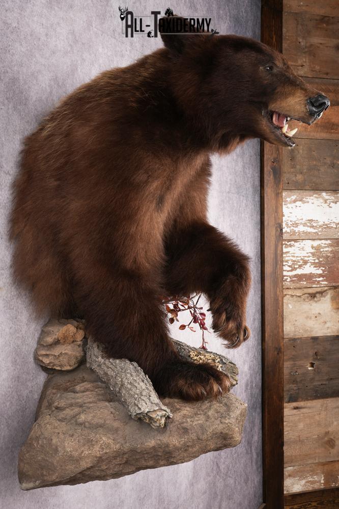 Cinnamon Half Body Black Bear Taxidermy Mount SKU 2651 - Image 8