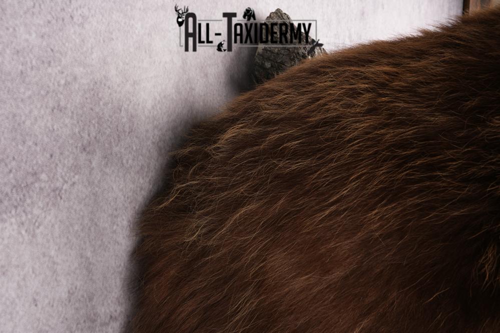 Cinnamon Half Body Black Bear Taxidermy Mount SKU 2651 - Image 7