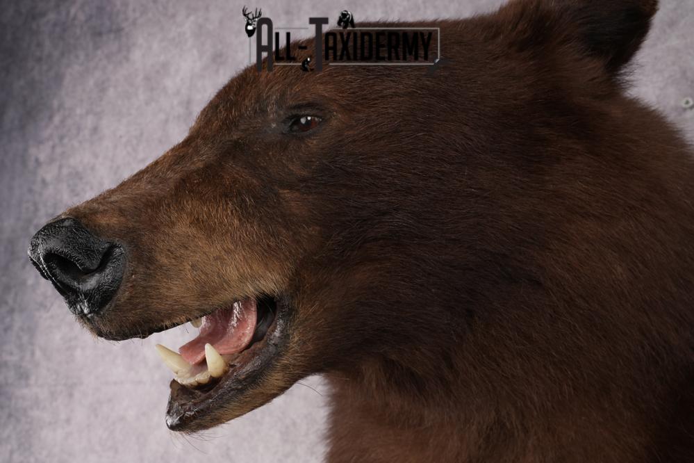 Cinnamon Half Body Black Bear Taxidermy Mount SKU 2651 - Image 5