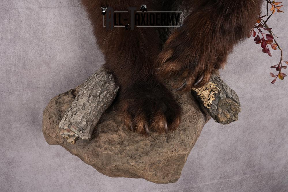 Cinnamon Half Body Black Bear Taxidermy Mount SKU 2651 - Image 3