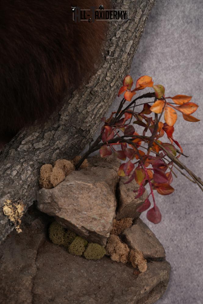 Cinnamon Half Body Black Bear Taxidermy Mount SKU 2651 - Image 2
