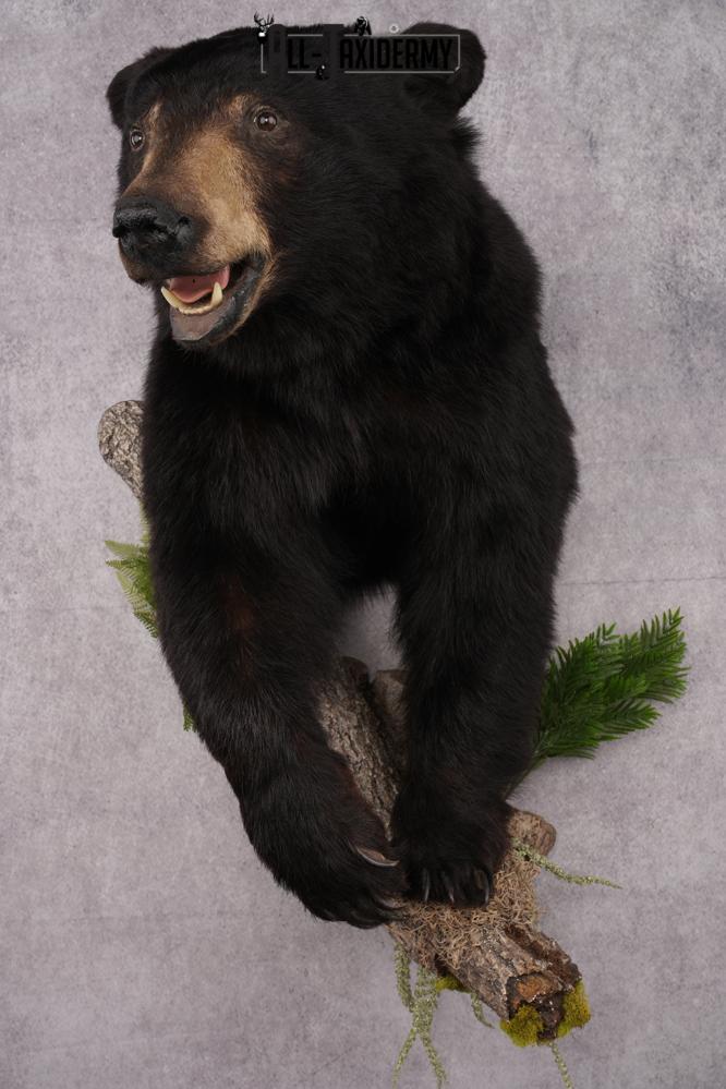 Half Body Black Bear Taxidermy Mount SKU 2650 - Image 14