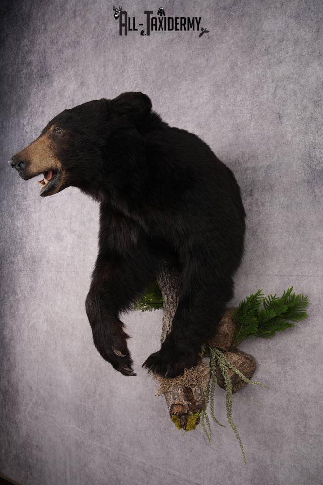 Half Body Black Bear Taxidermy Mount SKU 2650 - Image 13