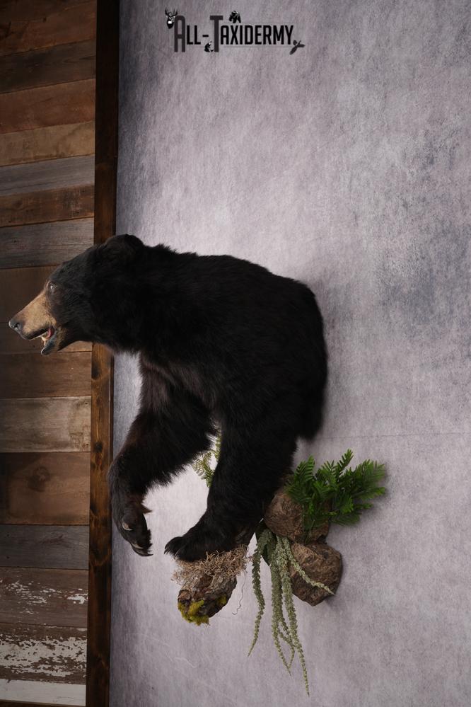 Half Body Black Bear Taxidermy Mount SKU 2650 - Image 12