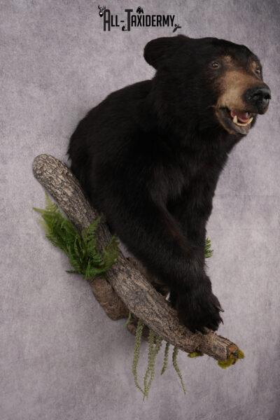 Half Body Black Bear Taxidermy Mount SKU 2650