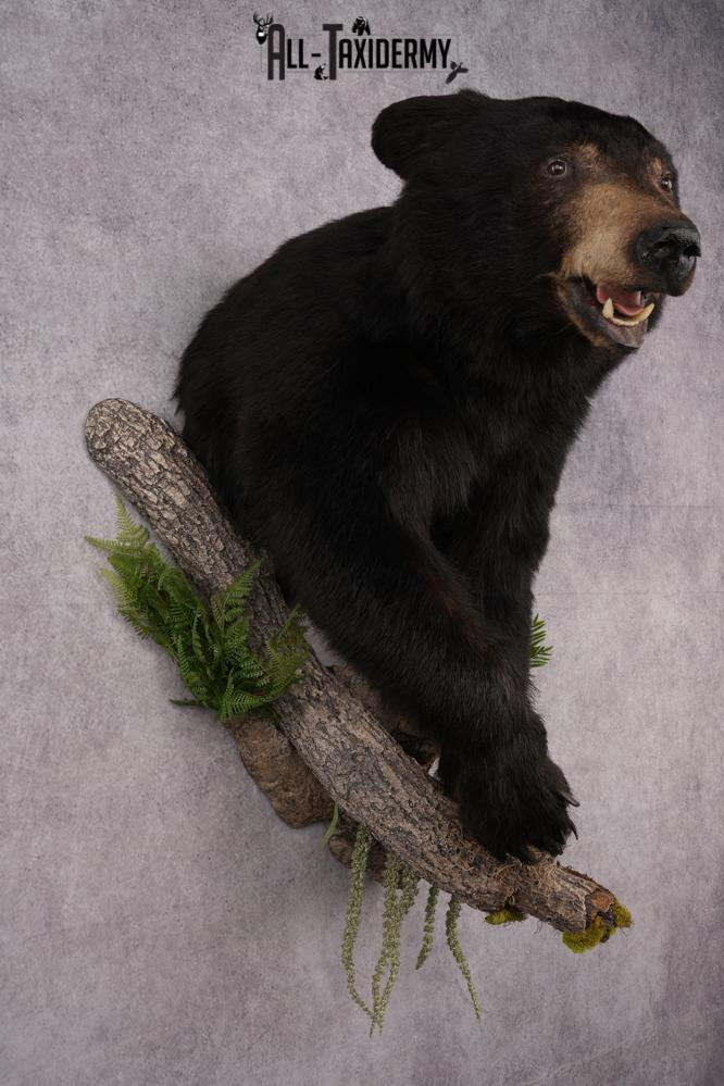 Half Body Black Bear Taxidermy Mount SKU 2650