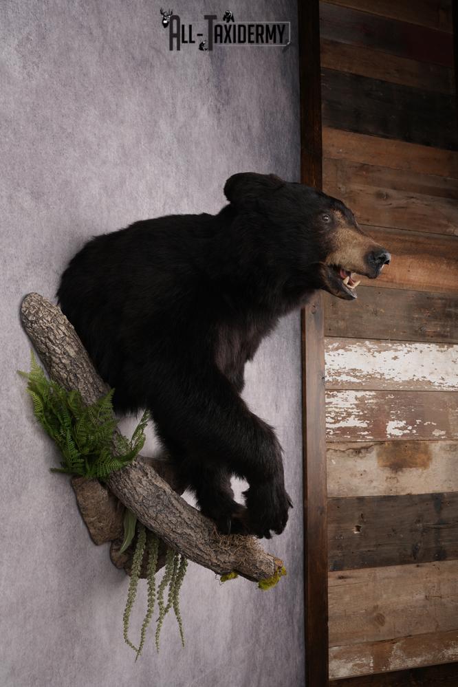Half Body Black Bear Taxidermy Mount SKU 2650 - Image 10