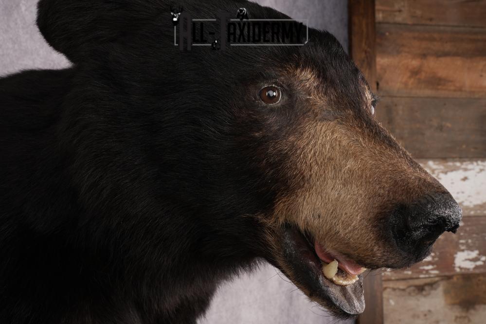 Half Body Black Bear Taxidermy Mount SKU 2650 - Image 9