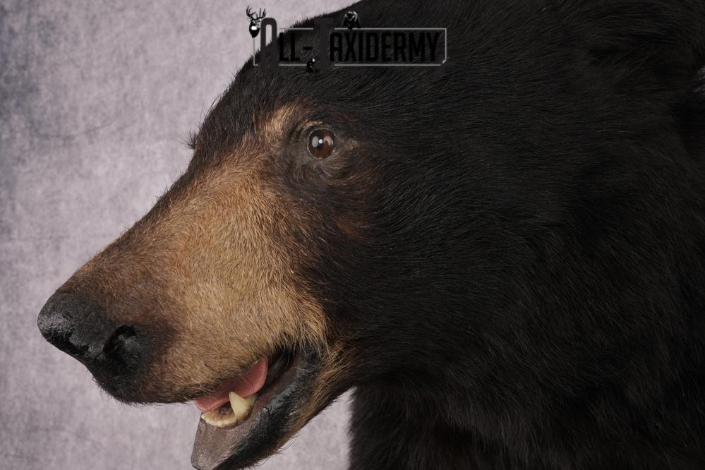 Half Body Black Bear Taxidermy Mount SKU 2650 - Image 8