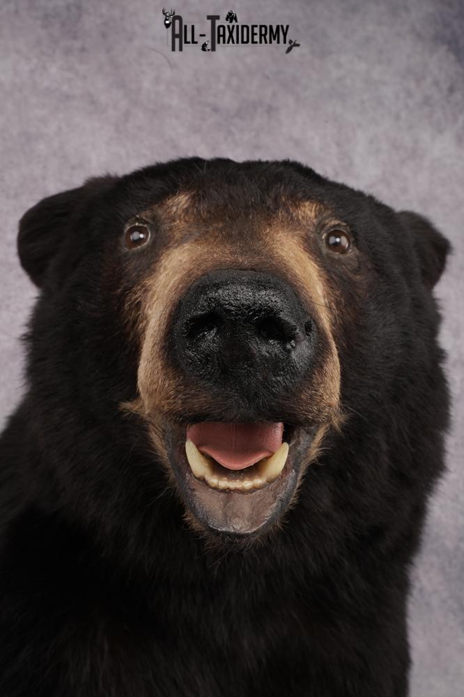 Half Body Black Bear Taxidermy Mount SKU 2650 - Image 7