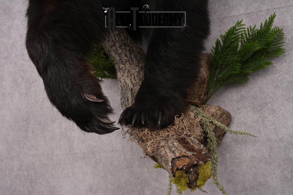 Half Body Black Bear Taxidermy Mount SKU 2650 - Image 6