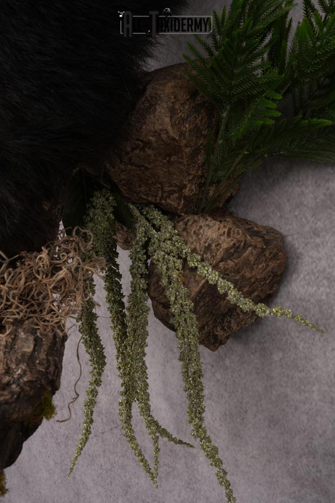 Half Body Black Bear Taxidermy Mount SKU 2650 - Image 5