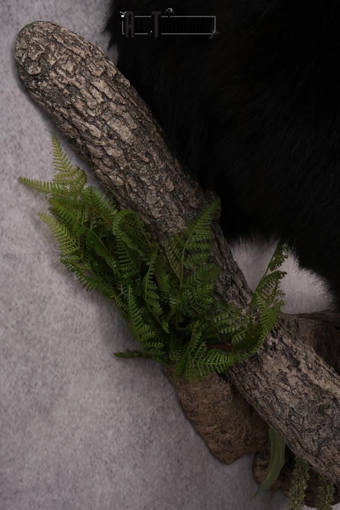 Half Body Black Bear Taxidermy Mount SKU 2650 - Image 4