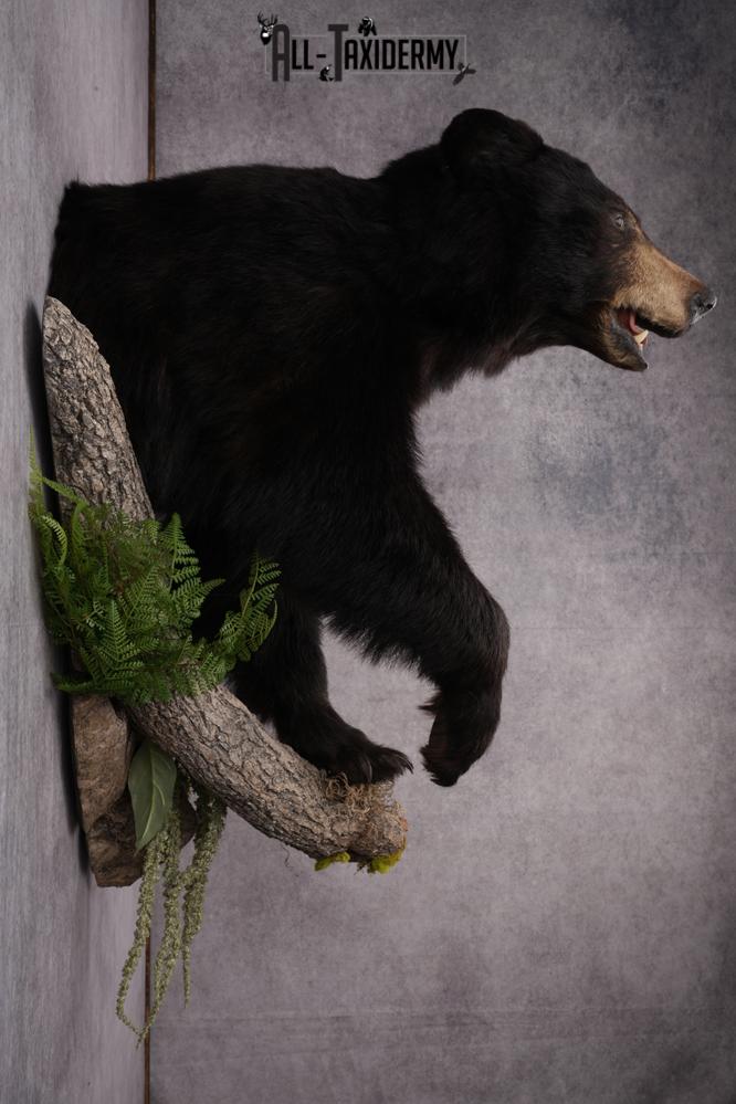 Half Body Black Bear Taxidermy Mount SKU 2650 - Image 3