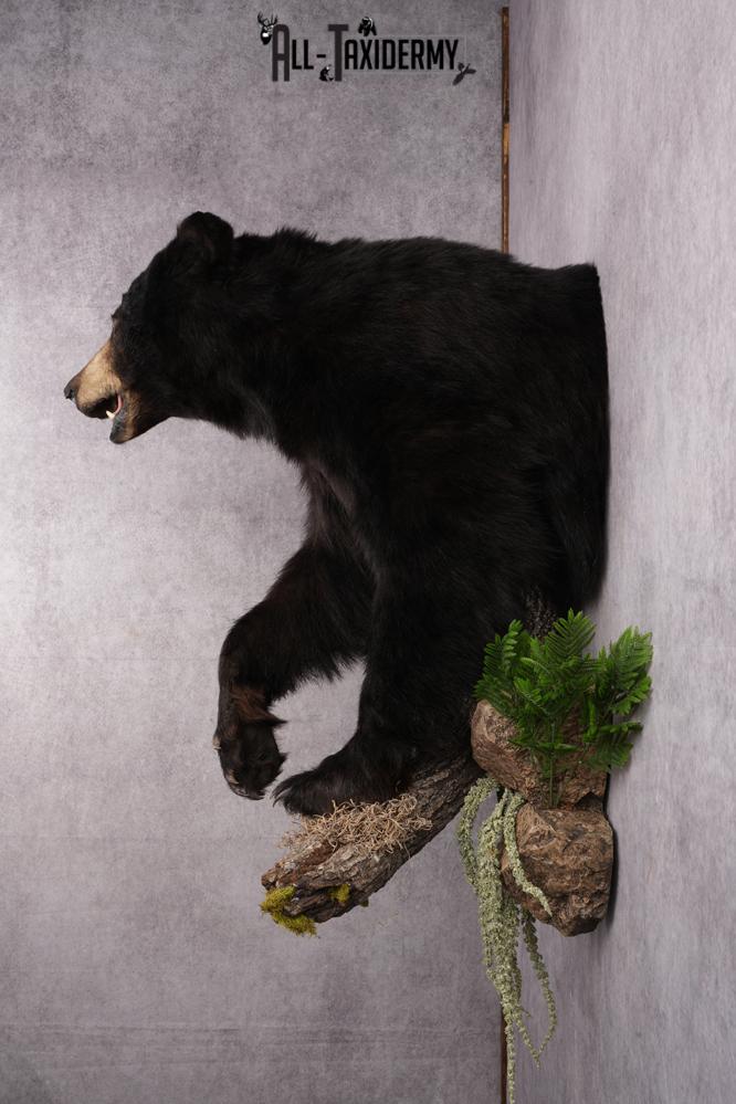 Half Body Black Bear Taxidermy Mount SKU 2650 - Image 2
