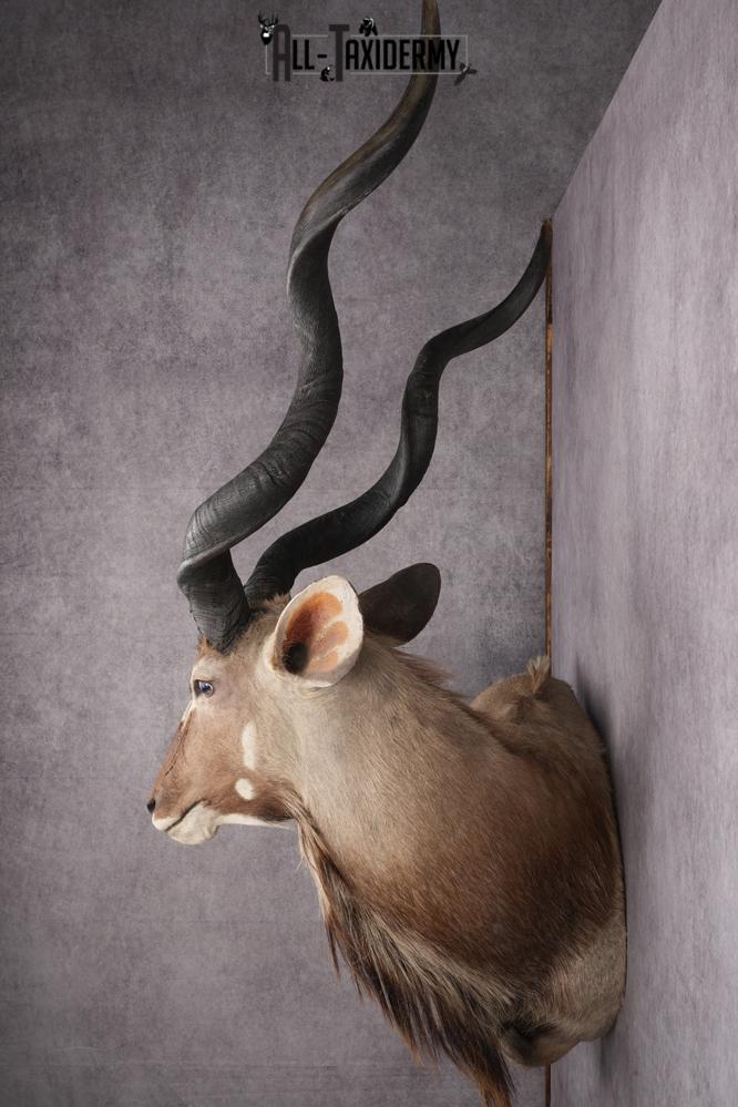 African Greater Kudu Shoulder Mount SKU 2661 - Image 13