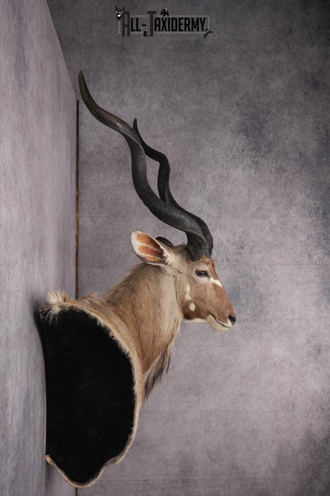 African Greater Kudu Shoulder Mount SKU 2661 - Image 12