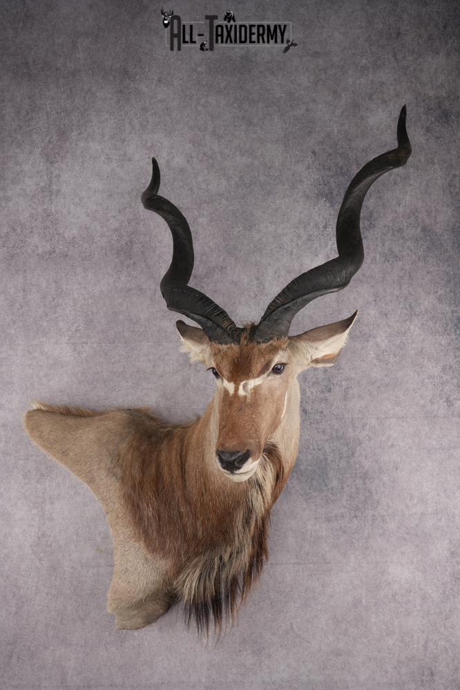 African Greater Kudu Shoulder Mount SKU 2661